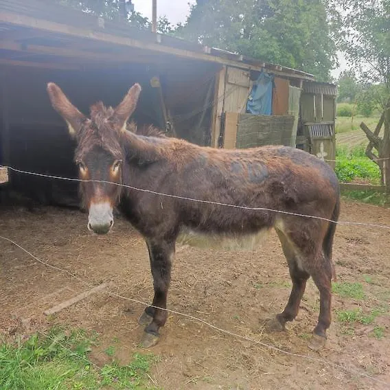 Halte Equine Apartment Plemet