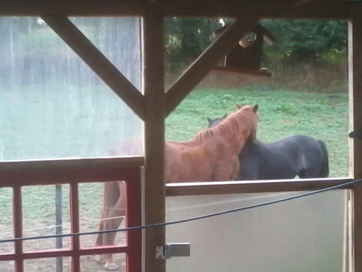 Homestay Halte Equine Apartment Plemet