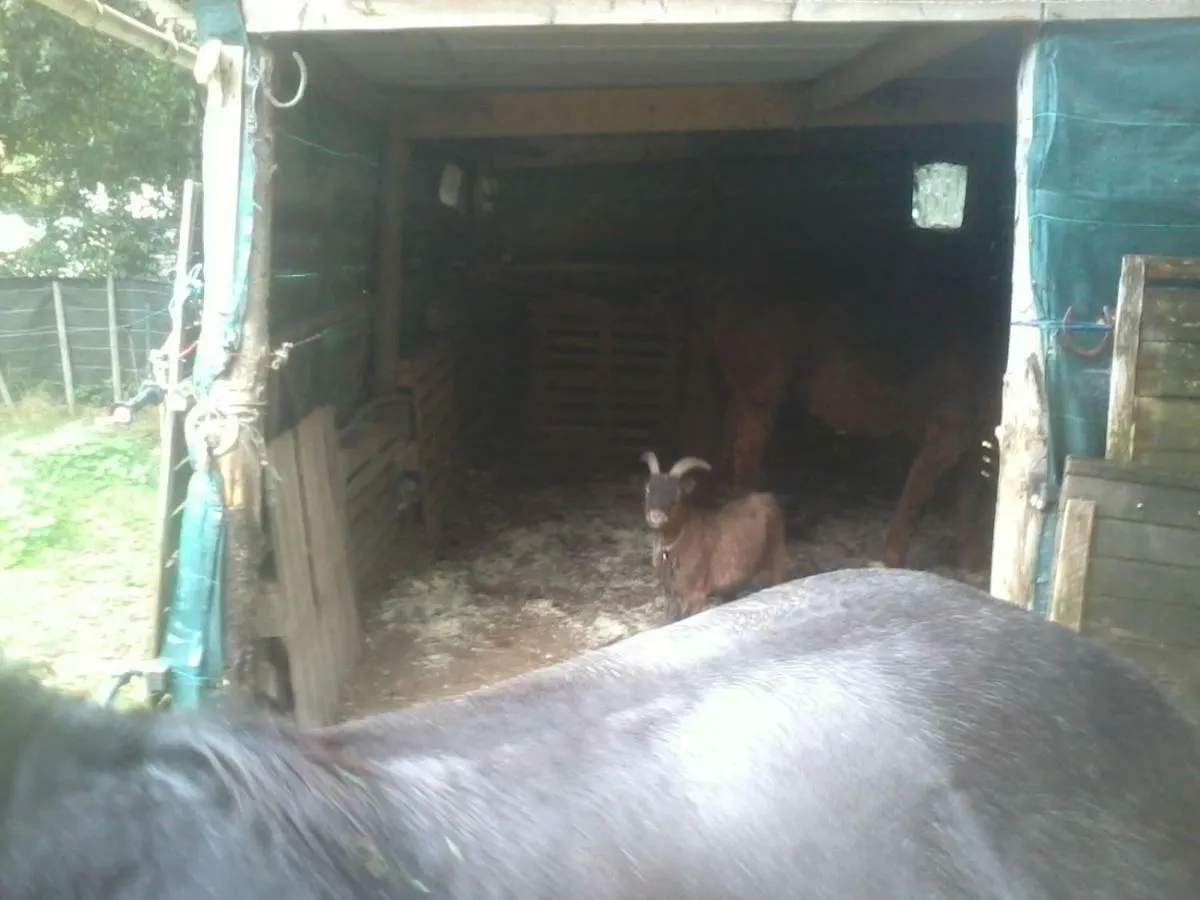 Halte Equine Apartment Plemet 0*,